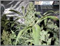 SeedStockers Candy Dawg Autoflower - ein Foto von Frogster