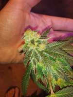 SeedStockers Do Si Dos - ein Foto von BuddyJunior420