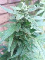 SeedStockers Grandaddy Confidential - ein Foto von djkinetics