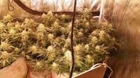 SeedStockers Maple Sherbet - ein Foto von Dosmokethereefa