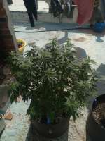 Bild von Elloco (Sour Diesel)