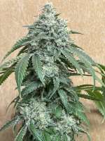 Seed Junky Genetics Kush Mints - ein Foto von mogseeds