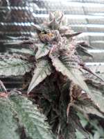 Seed Junky Genetics Wedding Cake - ein Foto von Michaelb818