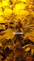 Seedmakers Seeds Blizzard - ein Foto von admin