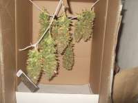 Seedmakers Seeds Widow - ein Foto von cacadedelfin