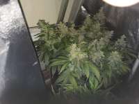 Seedsman Auto Blue Cush - ein Foto von PriestSmiler