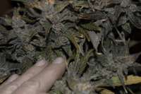 Seedsman Auto Critical Ogre 'Big 'N Fast' - ein Foto von hermantrage