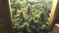 Seedsman Auto Deep Blue - ein Foto von Tomliboo