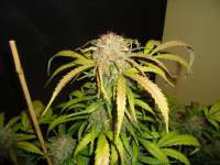 Bild von kyuss (Auto White Widow)