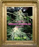 Seedsman Badazz Cookies OG - ein Foto von JONEYBIGWEED