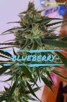 Seedsman Blueberry - ein Foto von JONEYBIGWEED