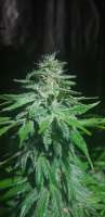 Seedsman Cheese - ein Foto von Dread