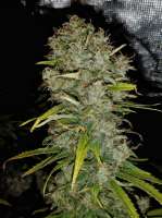 Bild von Dopestdopegrower (Cream and Cheese CBD 1to1)