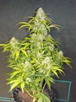 Bild von zoobzoob23 (Green Crack Auto)