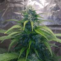 Bild von zoobzoob23 (Green Crack Auto)