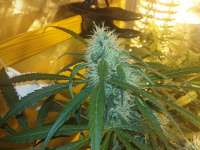 Seedsman Power Africa - ein Foto von FarmerWhiskers