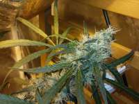 Seedsman Power Africa - ein Foto von FarmerWhiskers