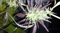 Bild von Farmernate420 (Purple Bud)