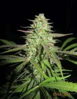 Seedsman Purple Ghost Candy - ein Foto von DrCannablis