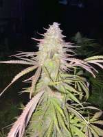 Seedsman Purple Ghost Candy - ein Foto von DrCannablis