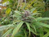 Bild von Dunkelhut6 (Skunk Haze)