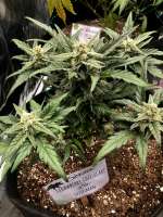 Seedsman Strawberry Cheesecake Auto - ein Foto von TheBluntBeauty