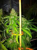 Seedsman Swazi Skunk - ein Foto von drsizzurp69