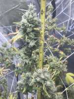 Seedsman The White OG - ein Foto von JohnnyDD