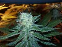 Bild von FarmerWhiskers (White Widow)