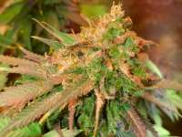 Sensation Seeds Super Silver Haze - ein Foto von Tzolkin