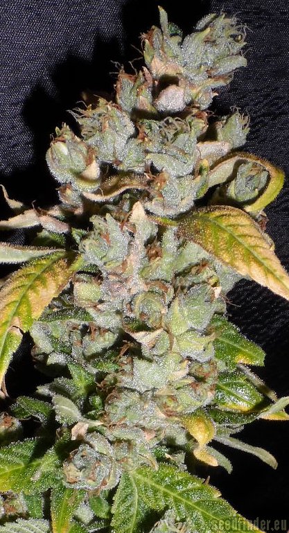 Sensi Seeds Big Bud