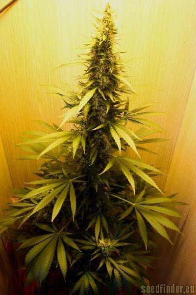 Sensi Seeds Big Bud