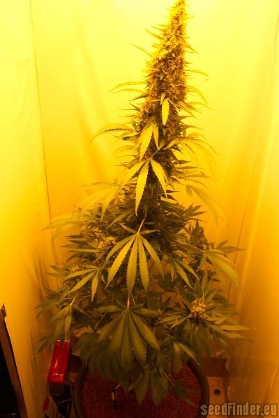 Sensi Seeds Big Bud