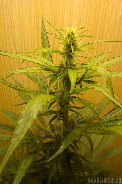 Sensi Seeds Big Bud