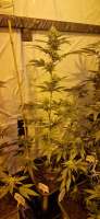 Sensi Seeds Big Bud - ein Foto von Weed420Haze