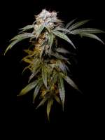 Bild von Farma (Black Domina)