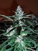 Bild von Weedit (Black Domina)