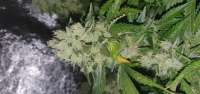 Bild von herbiegrowsbananas (Black Domina)