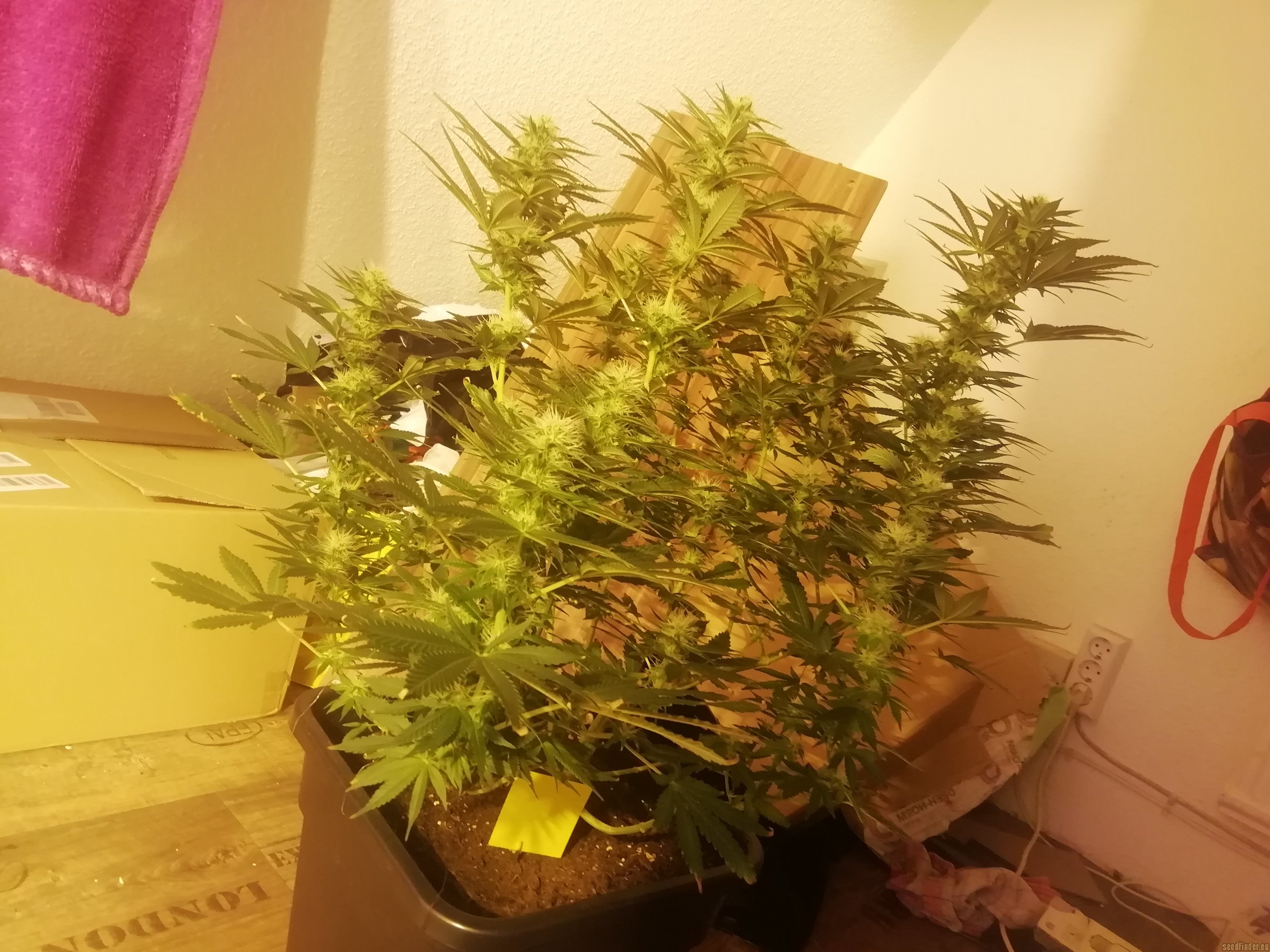 california-indica-von-sensi-seeds-cannabis-sorten-infos