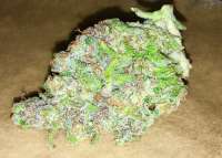 Bild von Growgod (Hindu Kush)