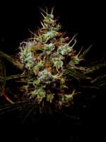 Bild von Farma (Jack Herer)