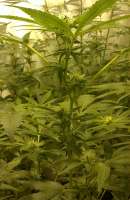 Bild von wahidmottaghian (Jack Herer)