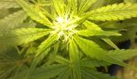 Bild von wahidmottaghian (Jack Herer)