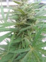 Bild von djkinetics (Jack Herer)