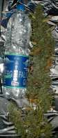 Bild von drspike (Jack Herer)