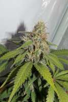 Bild von hemp47 (Jack Herer)