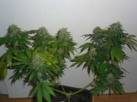 Bild von chillforlife (Jack Herer)