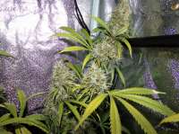 Bild von hemp47 (Jack Herer)