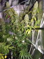 Bild von hemp47 (Jack Herer)