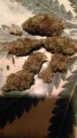 Bild von WildBmx82 (Jack Herer)